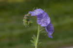 Fuzzy phacelia